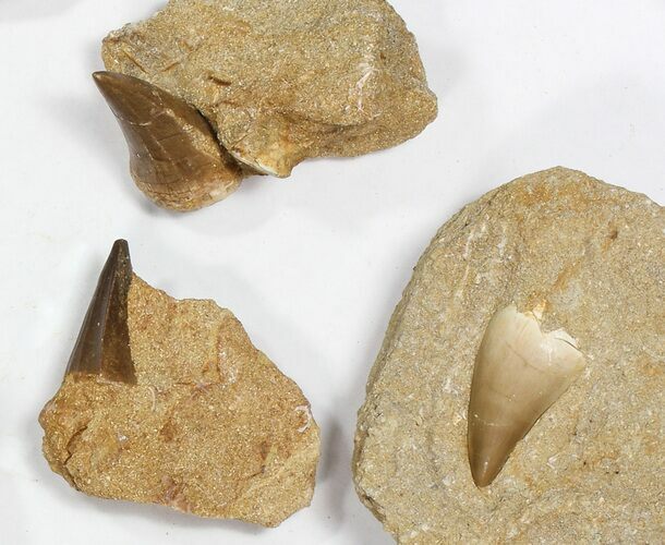 Lot: - Fossil Mosasaur Teeth In Rock - Pieces #77166